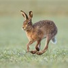 Brown Hare (Lepus capensis) running across field. Scotland. April 2008. 